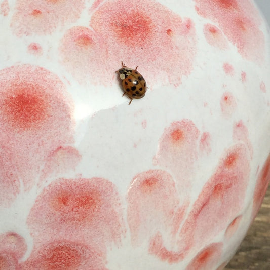 Botz 9594 Red Morning Flüssigglasur - 200 ml