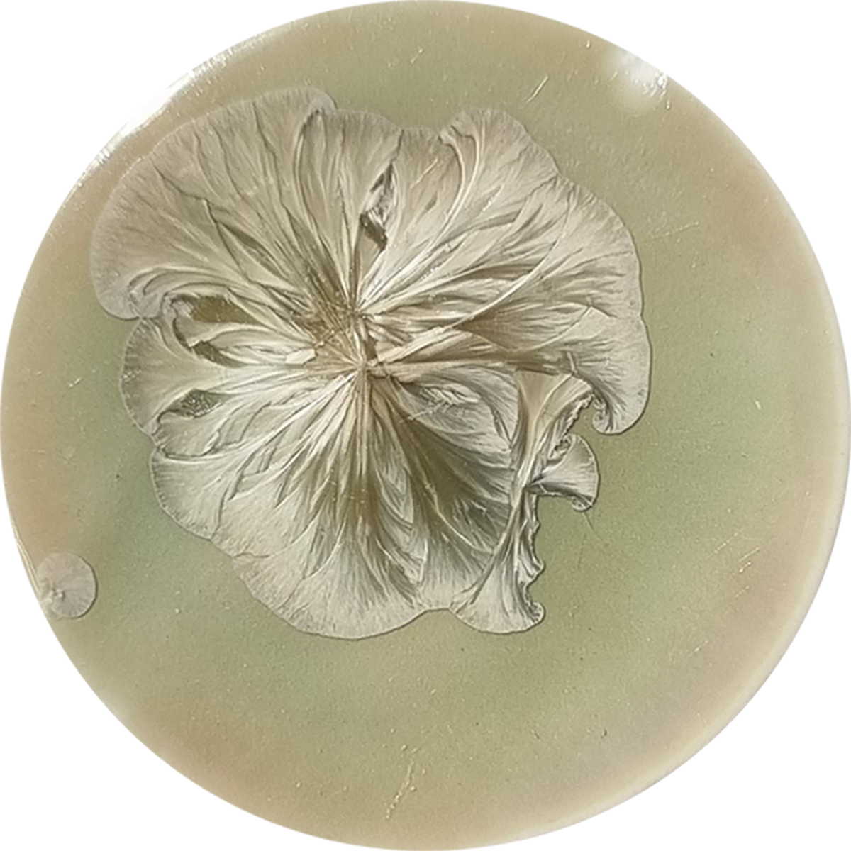 sn017_big.png