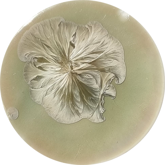 sn017_big.png